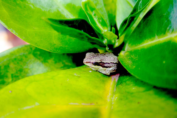 Tree frog in Kampala, Uganda